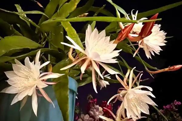 昙花晚上的开花时间，晚上8-9点开始绽放