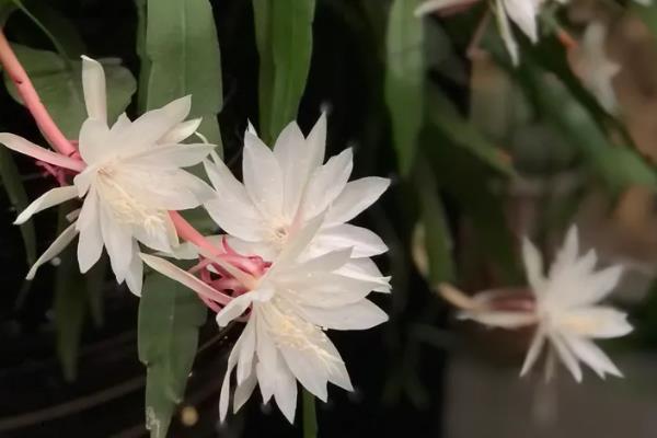 昙花晚上的开花时间，晚上8-9点开始绽放