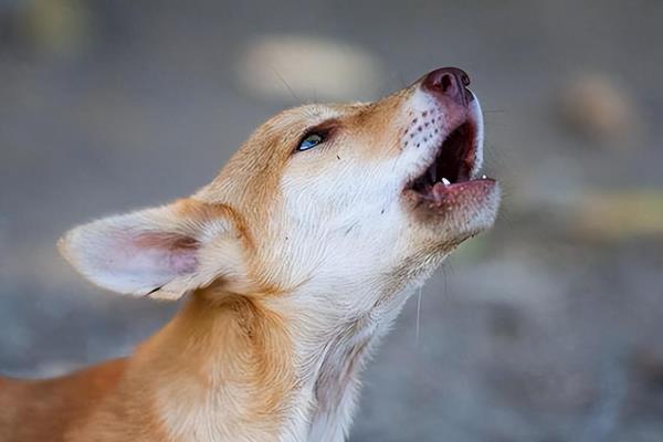 狗见到陌生人总叫该怎么办，可以尝试转移它的注意力