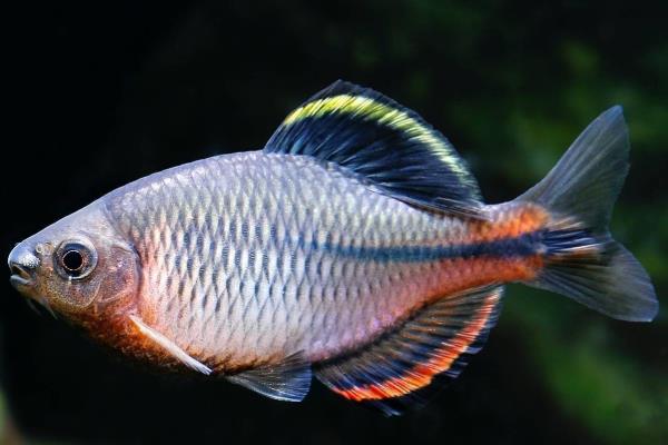 鳑鲏鱼不发色的原因，性别、时间和环境均会导致