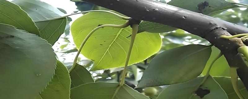 怎么防治梨木虱，清理干枯的树干或落叶可让若虫无法过冬