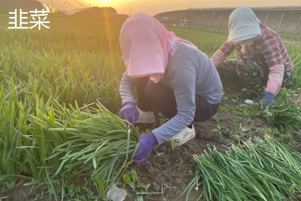 冬季种什么农作物可以快速成熟，包含大蒜、白菜、萝卜等品种