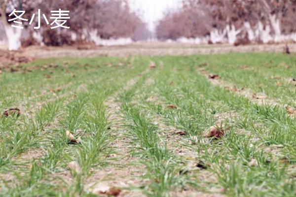 冬季种什么农作物可以快速成熟，包含大蒜、白菜、萝卜等品种