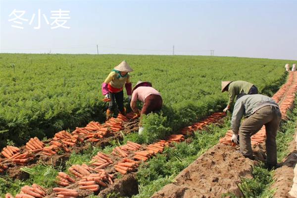 冬季种什么农作物可以快速成熟，包含大蒜、白菜、萝卜等品种