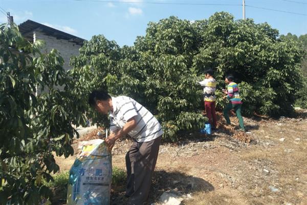龙眼的栽培管理技术，整形修剪一年要进行两次