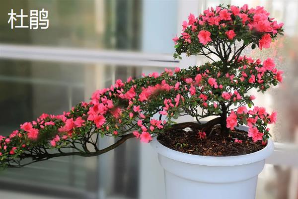 有什么阴性盆栽植物，山茶花、文竹、秋海棠等品种比较耐阴