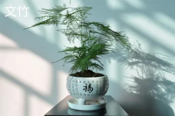有什么阴性盆栽植物，山茶花、文竹、秋海棠等品种比较耐阴