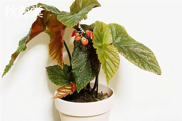 有什么阴性盆栽植物，山茶花、文竹、秋海棠等品种比较耐阴
