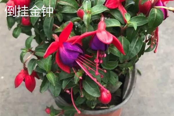 有什么阴性盆栽植物，山茶花、文竹、秋海棠等品种比较耐阴