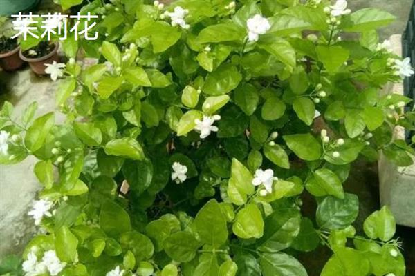 有什么阴性盆栽植物，山茶花、文竹、秋海棠等品种比较耐阴