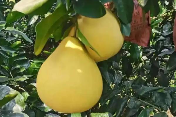 柚子籽能种植吗，柚子籽能种植