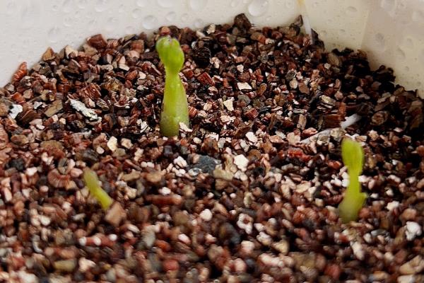 毛莨花的种植方法，播种前先进行低温催芽处理