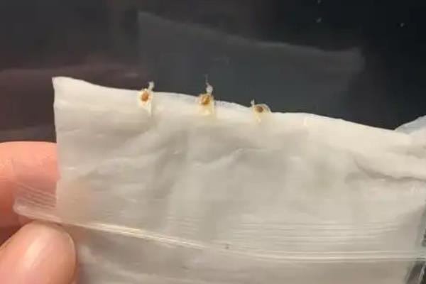毛莨花的种植方法，播种前先进行低温催芽处理