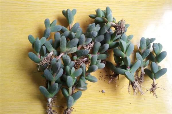 鹿角海棠怎么养爆盆，温度控制在15-20℃之间