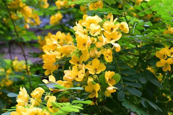 黄槐决明的花语，寓意与人为善、友谊长存等