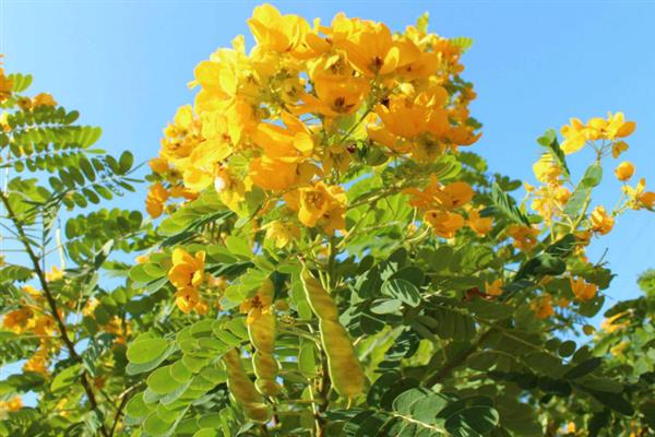 黄槐决明的花语，寓意与人为善、友谊长存等
