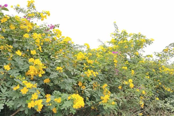 黄槐决明的花语，寓意与人为善、友谊长存等