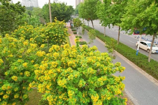 黄槐决明的花语，寓意与人为善、友谊长存等