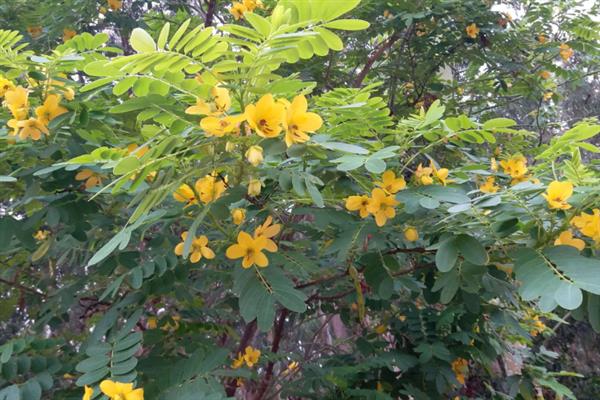 黄槐决明的花语，寓意与人为善、友谊长存等