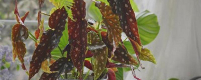 鳟鱼海棠的养殖方式，春夏季要及时施肥