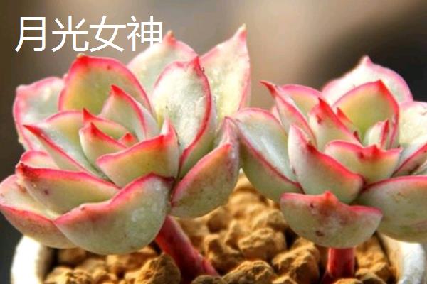好看的多肉品种，常见的有月光女神、花月夜等