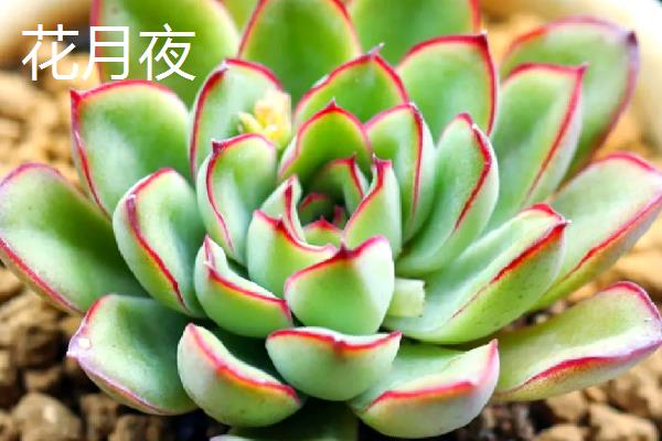 好看的多肉品种，常见的有月光女神、花月夜等