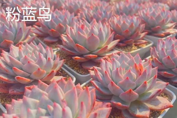 好看的多肉品种，常见的有月光女神、花月夜等