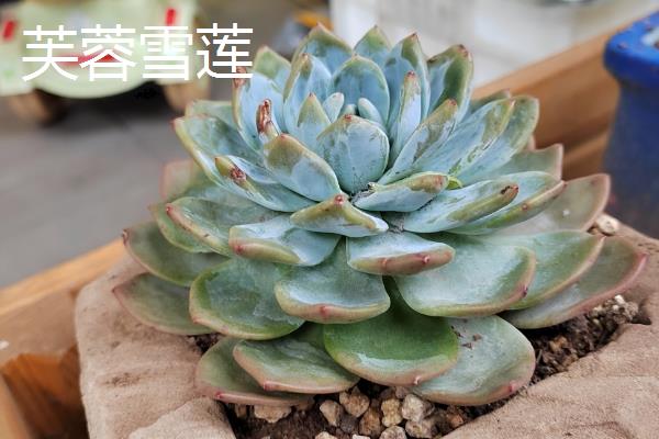 好看的多肉品种，常见的有月光女神、花月夜等