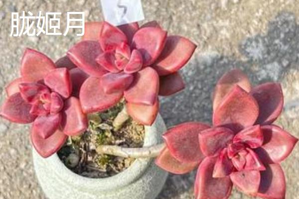 好看的多肉品种，常见的有月光女神、花月夜等