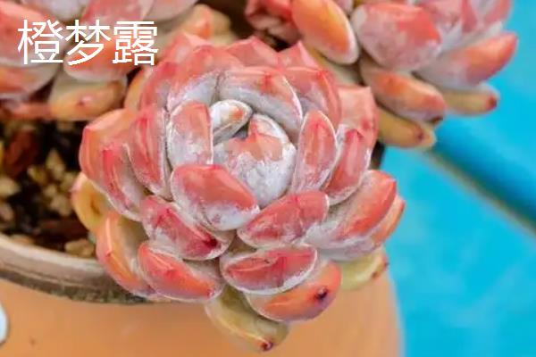 好看的多肉品种，常见的有月光女神、花月夜等