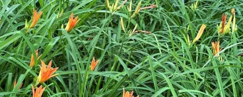 萱草怎么种植，每穴栽一丛植株