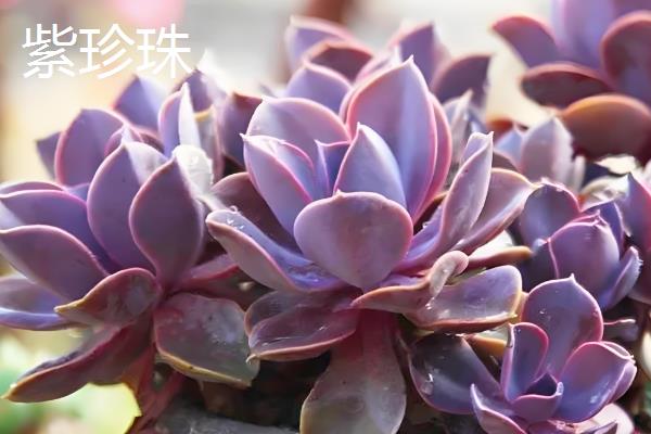 好看的多肉品种，常见的有月光女神、花月夜等