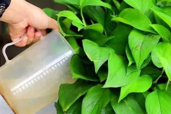 绿罗兰的浇水间隔，通常每隔5-6天浇一次