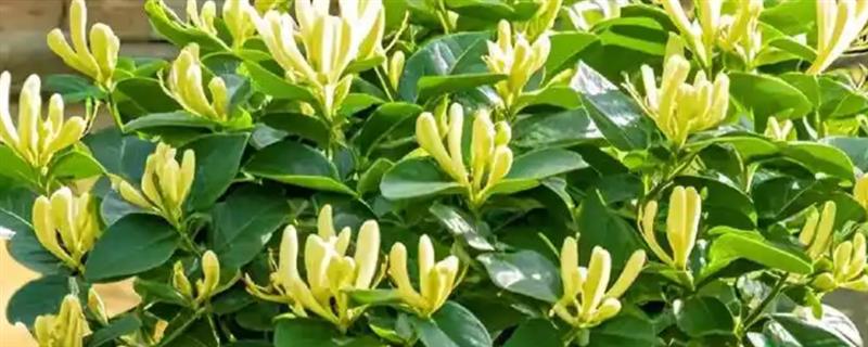 如何盆栽金银花，让植株接受全日照