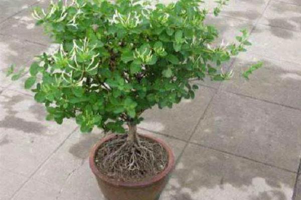 如何盆栽金银花，让植株接受全日照