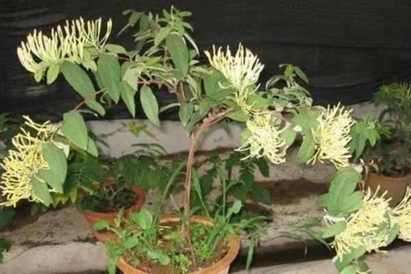 如何盆栽金银花，让植株接受全日照