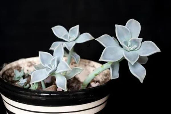 让宝石花快速生长的方法，春秋冬三季要接受全日照