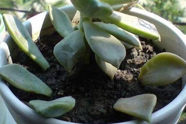 让宝石花快速生长的方法，春秋冬三季要接受全日照