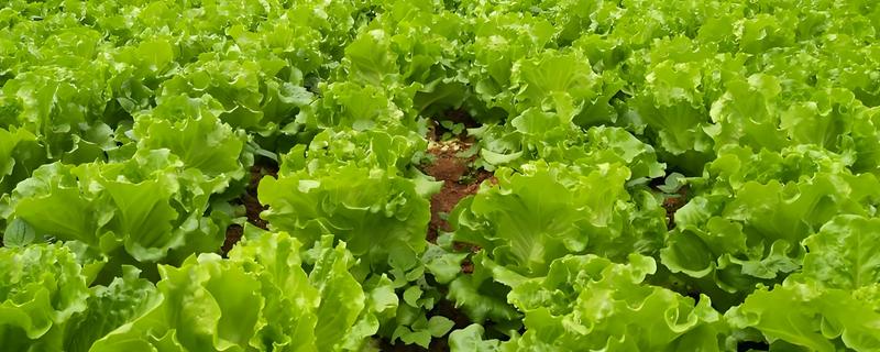 种植生菜时的浇水间隔，温度在30℃以上时每天早晚各浇一次