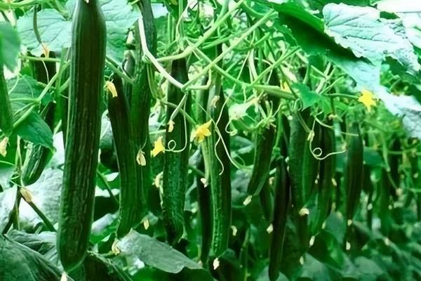 哪些蔬菜适合夏季播种，生菜、黄瓜、茼蒿等品种可供选择