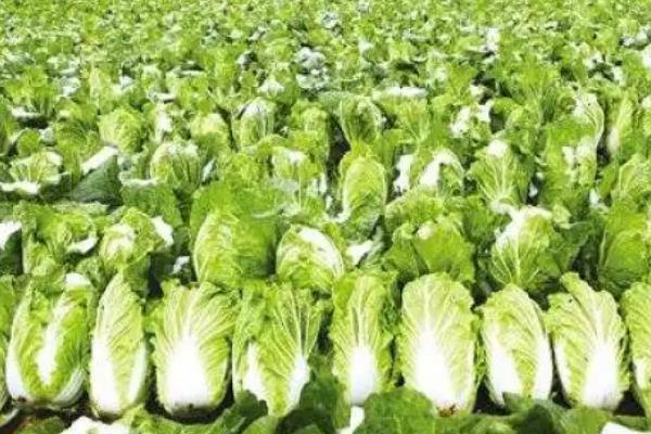 哪些蔬菜适合夏季播种，生菜、黄瓜、茼蒿等品种可供选择