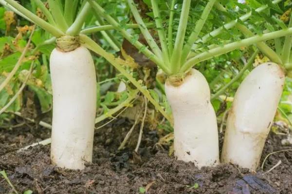 哪些蔬菜适合夏季播种，生菜、黄瓜、茼蒿等品种可供选择