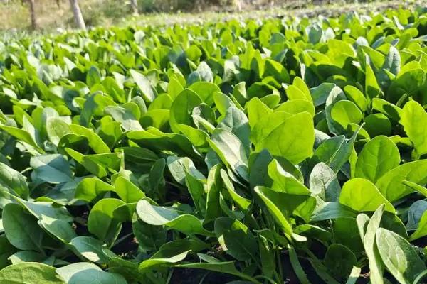 哪些蔬菜适合夏季播种，生菜、黄瓜、茼蒿等品种可供选择