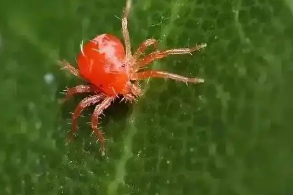 萱草怎么种植，每穴栽一丛植株
