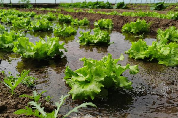 种植生菜时的浇水间隔，温度在30℃以上时每天早晚各浇一次