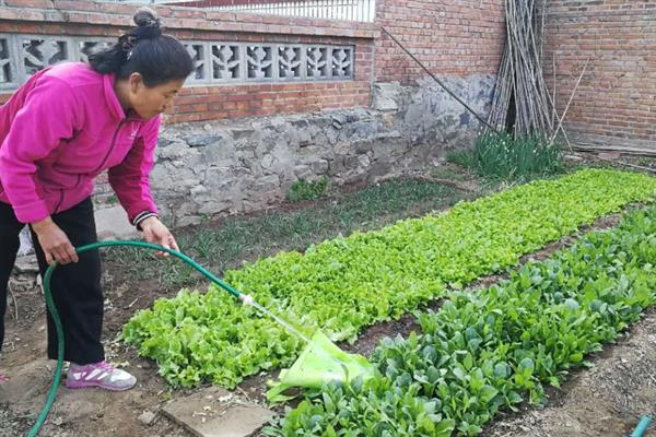 种植生菜时的浇水间隔，温度在30℃以上时每天早晚各浇一次