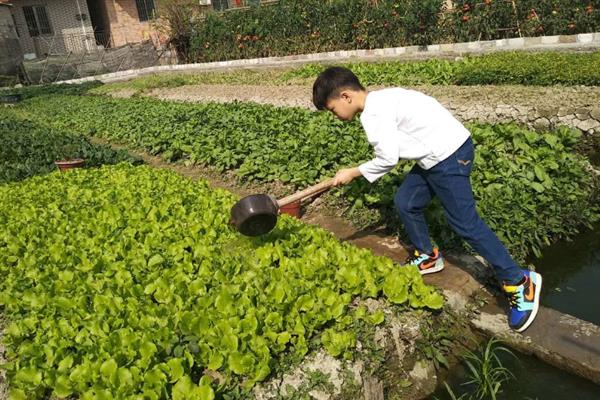 种植生菜时的浇水间隔，温度在30℃以上时每天早晚各浇一次
