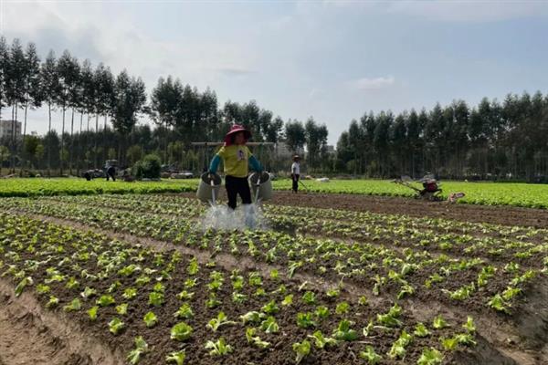 种植生菜时的浇水间隔，温度在30℃以上时每天早晚各浇一次