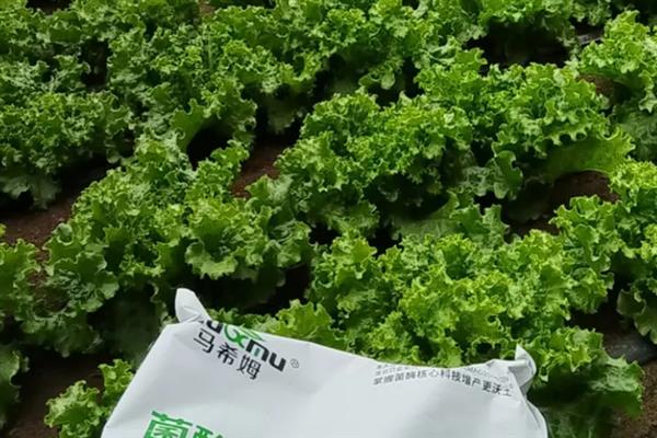种植生菜时的浇水间隔，温度在30℃以上时每天早晚各浇一次