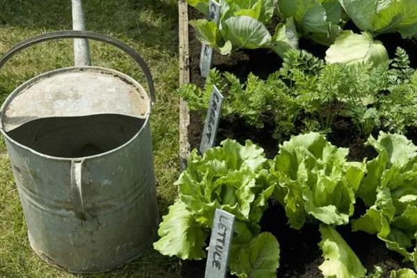 种植生菜时的浇水间隔，温度在30℃以上时每天早晚各浇一次
